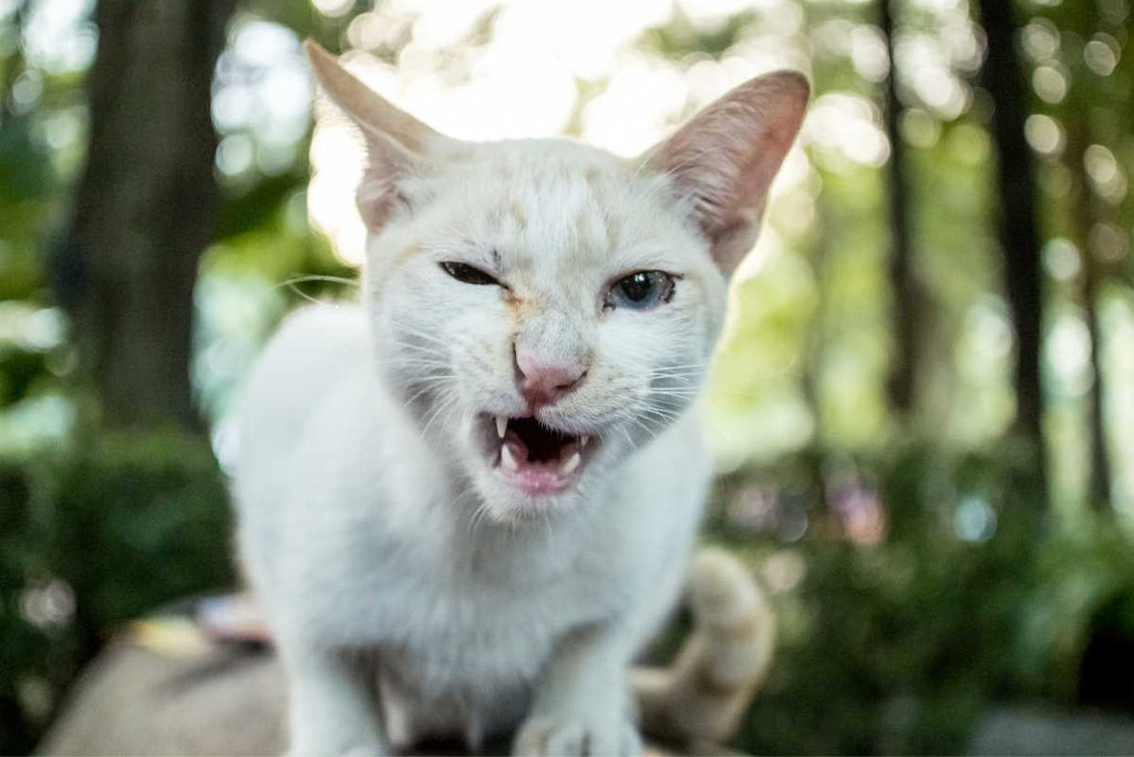 Alivio de la cistitis en gatos: cómo Urinary Berry puede ayudarte
